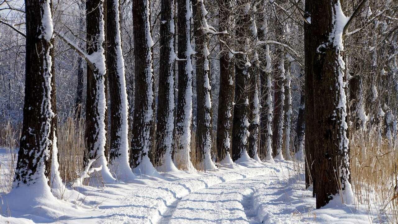 Картина на холсте 60x110 Альянс Лес "Аллея снег дорога зима деревья" на подрамнике / интерьер/ декор