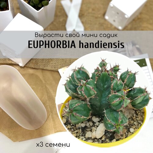 Семена Euphorbia HANDIENSIS - кактусоподобный суккулент Хандия, Эуфорбия. Самый редкий в мире молочай эуфорбия orangery euphorb lactea cristata 10 30