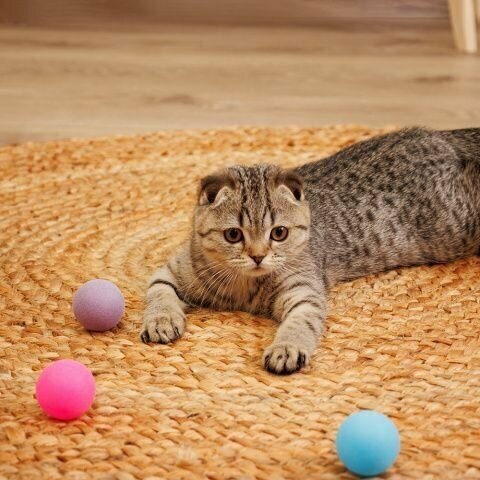 Pet Hobby Набор из 5-ти игрушек для кошек Мячики, разноцветные - фотография № 3