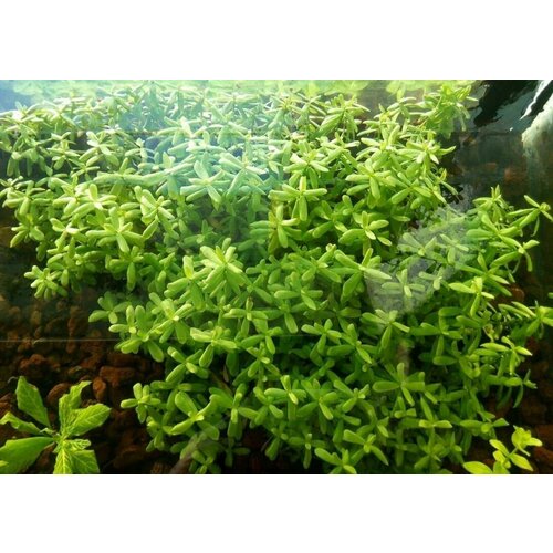 Хедиотис Зальцмана (Hedyotis salzmannii)