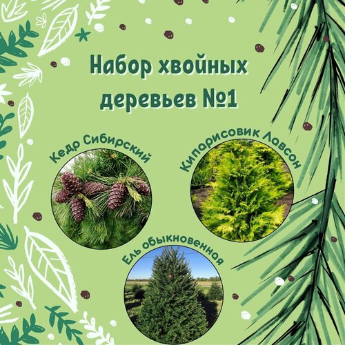 Набор семян хвойных деревьев №1 / Кедр сибирский, Кипарисовик Лавсон, Ель обыкновенная кипарисовик