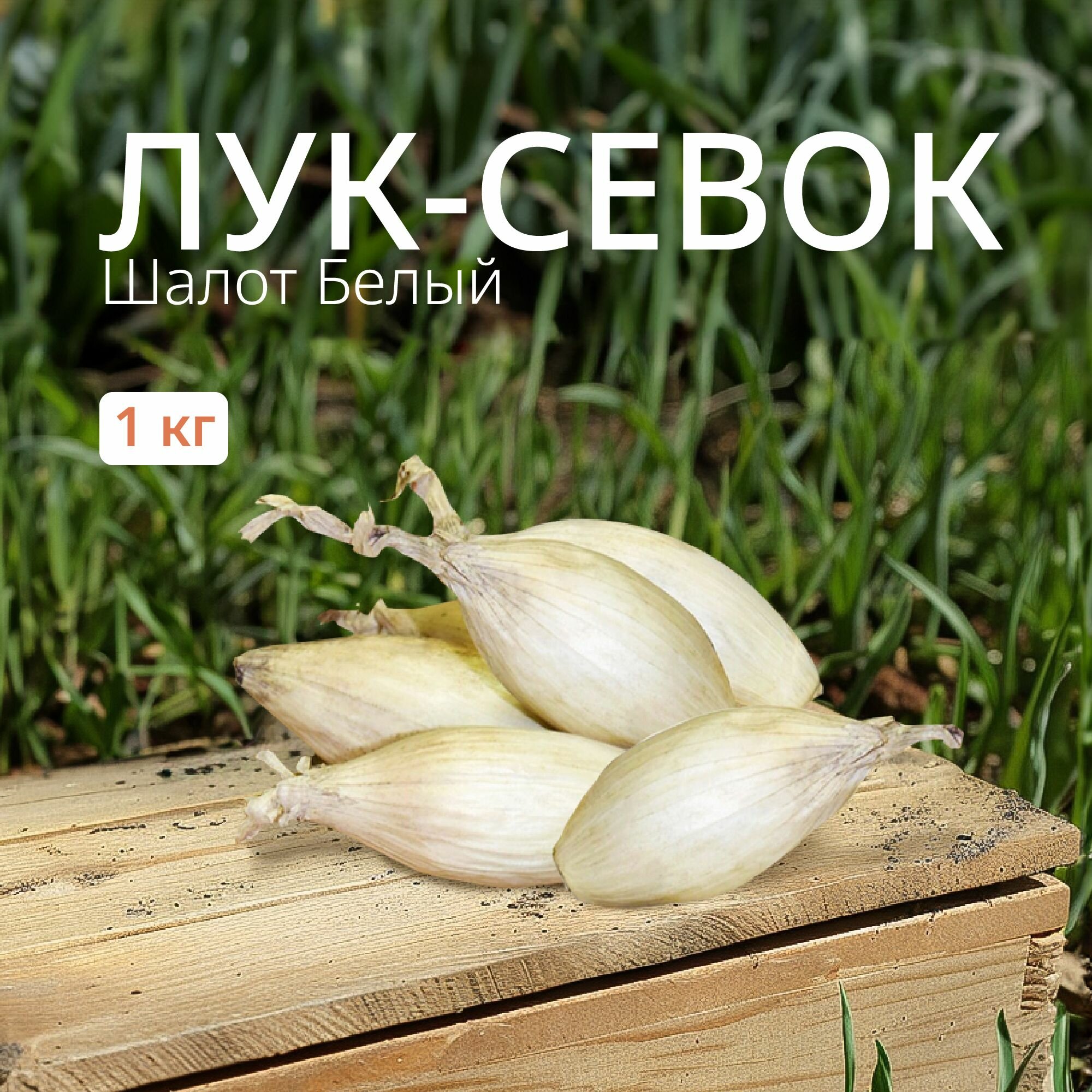 Лук севок Шалот белый 1 кг