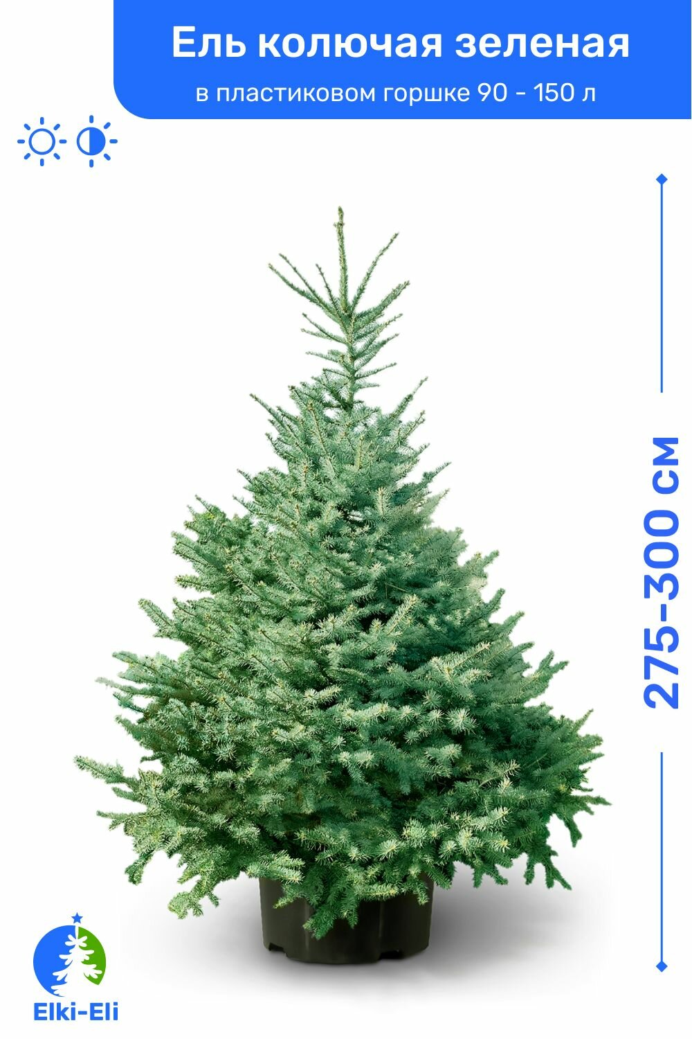Ель колючая зелёная 275-300 см в пластиковом горшке 90-150 л, саженец, хвойное живое растение