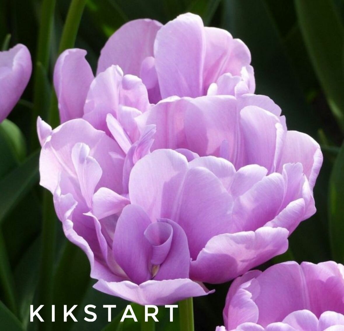 Тюльпаны пионовидные  луковицы сорт KIKSTRAT (4 штуки)
