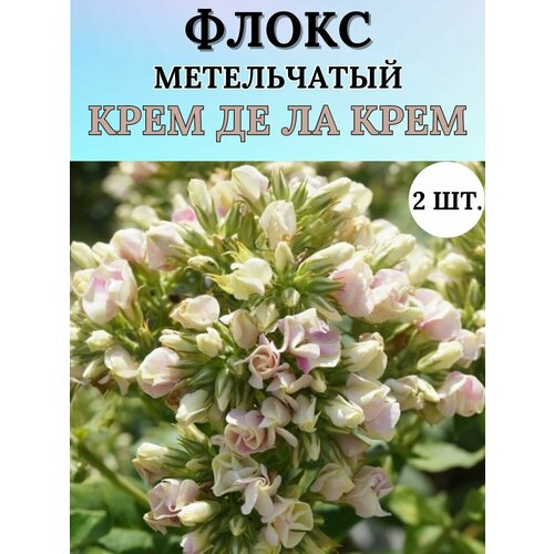 Флоксы саженцы, метельчатые, многолетние цветы 2шт.