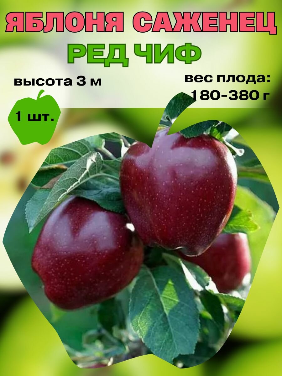 Яблоня Ред Чиф саженец, плодовые деревья