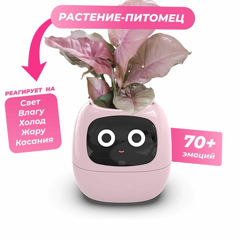 фото Smart Plant Ivy - Умный горшок для цветов