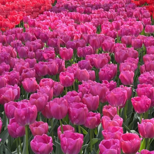 Луковицы Тюльпана Пепл Прайд ( 20 шт )