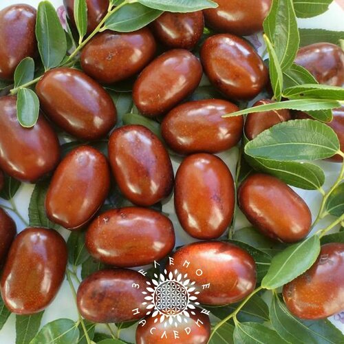 Семена Финик Зизифус Унаби (лат. Ziziphus jujuba) 20шт от Green Legacy