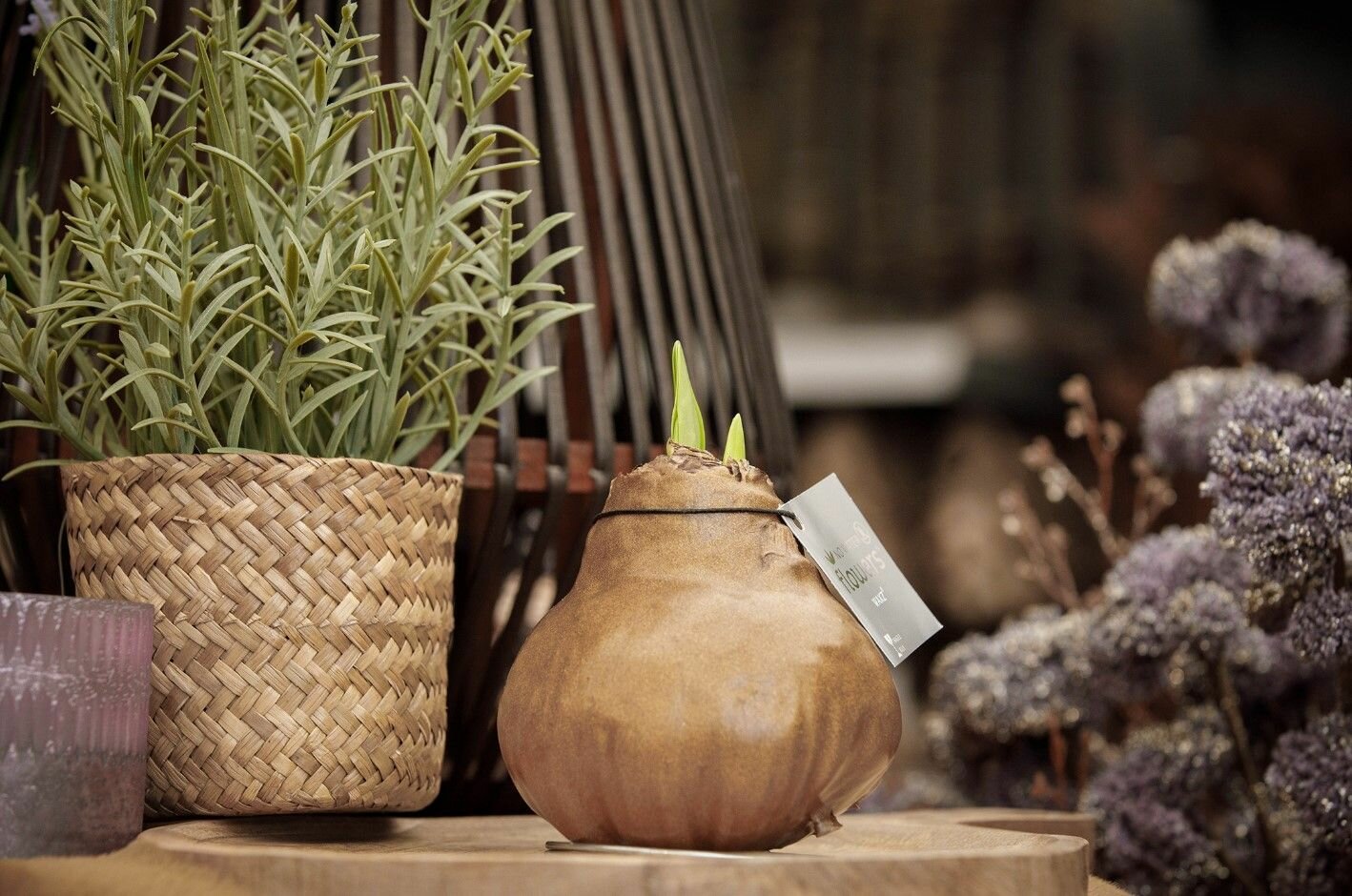 Амариллис живой цветок без полива / декоративная луковица в воске / Гиппеаструм цветущий Золотой