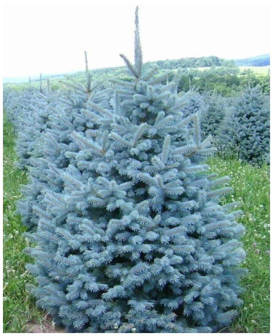 Семена Ель голубая колючая (Picea pungens), 90 штук