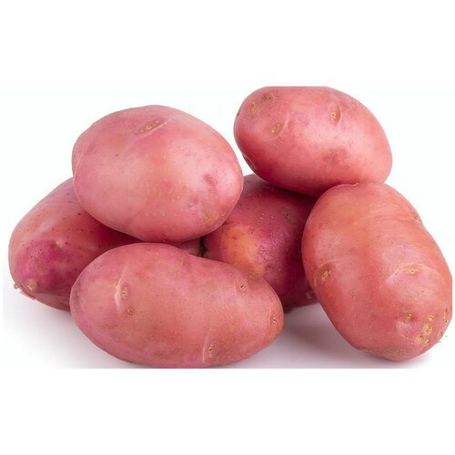 Картофель Розара, 2 кг, в сетке, семенной, цвет красный, скороспелый, отличается высокой урожайностью и отменным вкусом. Клубни ровные и крепкие
