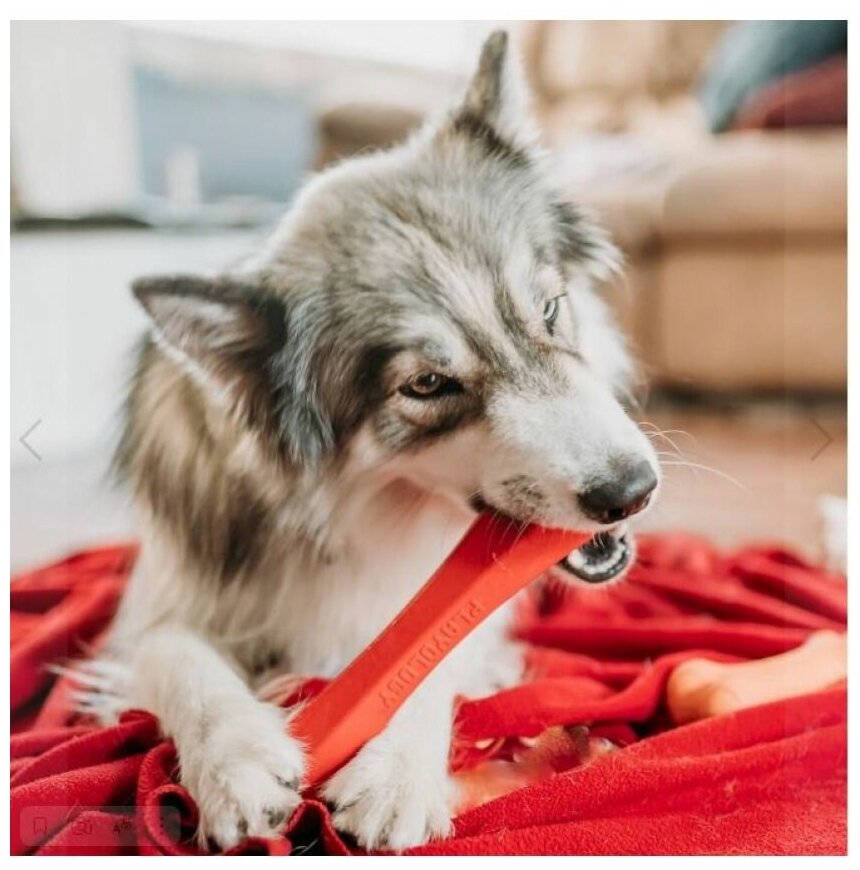 Игрушка Playology хрустящая жевательная палочка для собак SQUEAKY CHEW STICK с ароматом говядины, большая, красный - фотография № 7