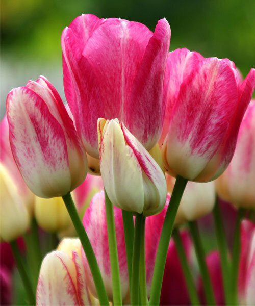 Тюльпан Кэнди Клаб (многоцветковый), 1 упаковка (5 луковиц) - фотография № 2