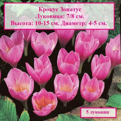 Крокус Зонатус (5 луковиц)