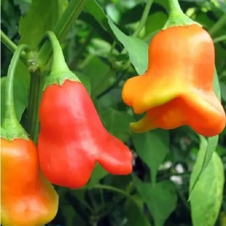 Семена Deodar SEEDS COMPANY Перец полуострый Фонарик 10 шт.