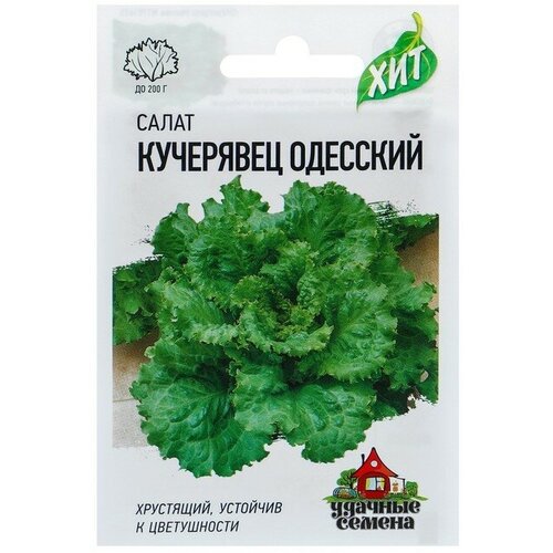 Семена Салат Кучерявец Одесский хрустящий, 0,5 г серия ХИТ х3 6 шт