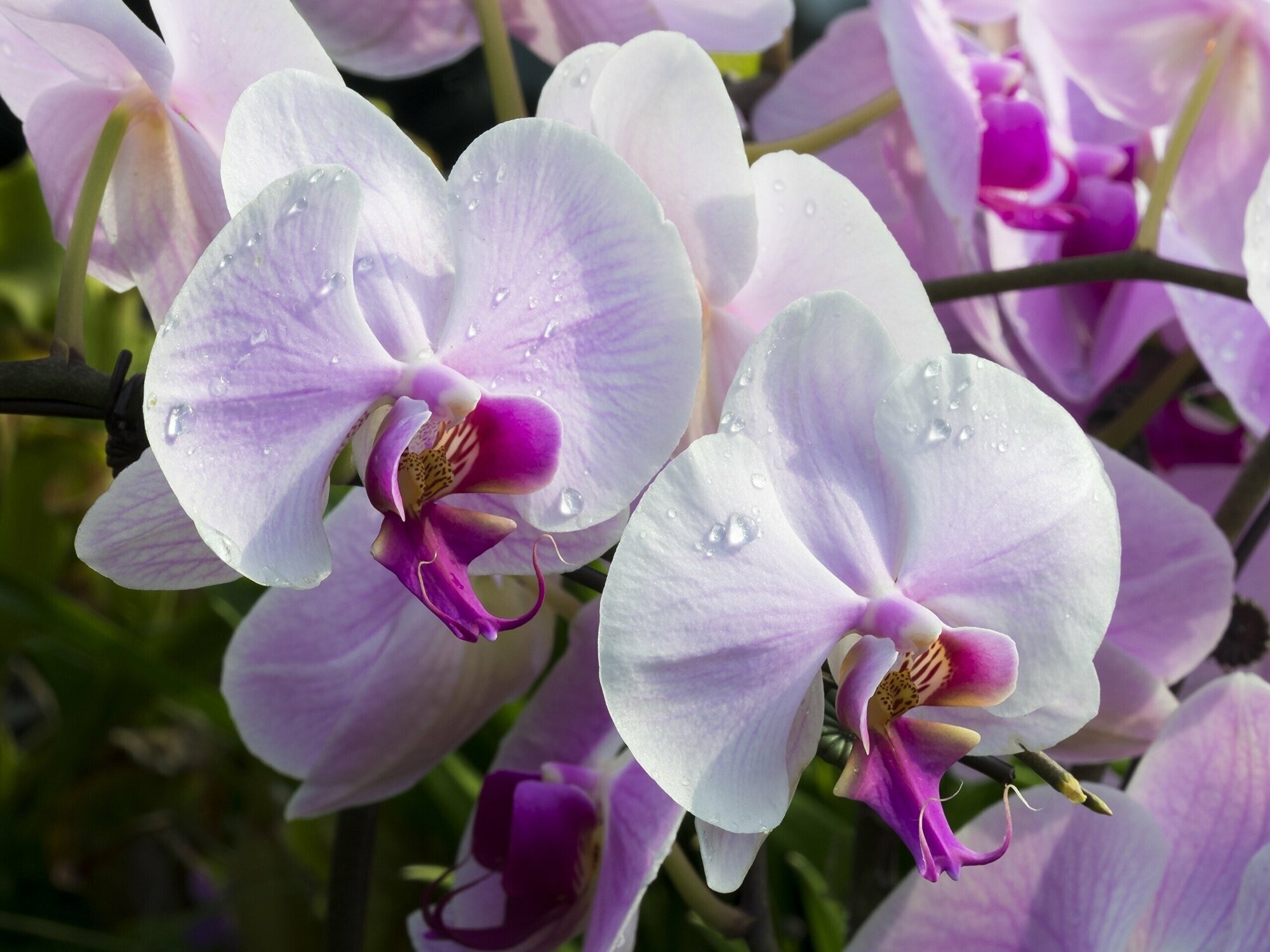 Субстрат "Орхидея" 1 л. Готовый питательный грунт для самых нежных домашних цветов. Стимулирует рост корней, листьев и пышных крупных бутонов - фотография № 5