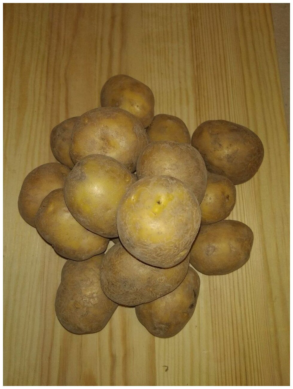 Картофель семенной гала клубни 1 кг - фотография № 8
