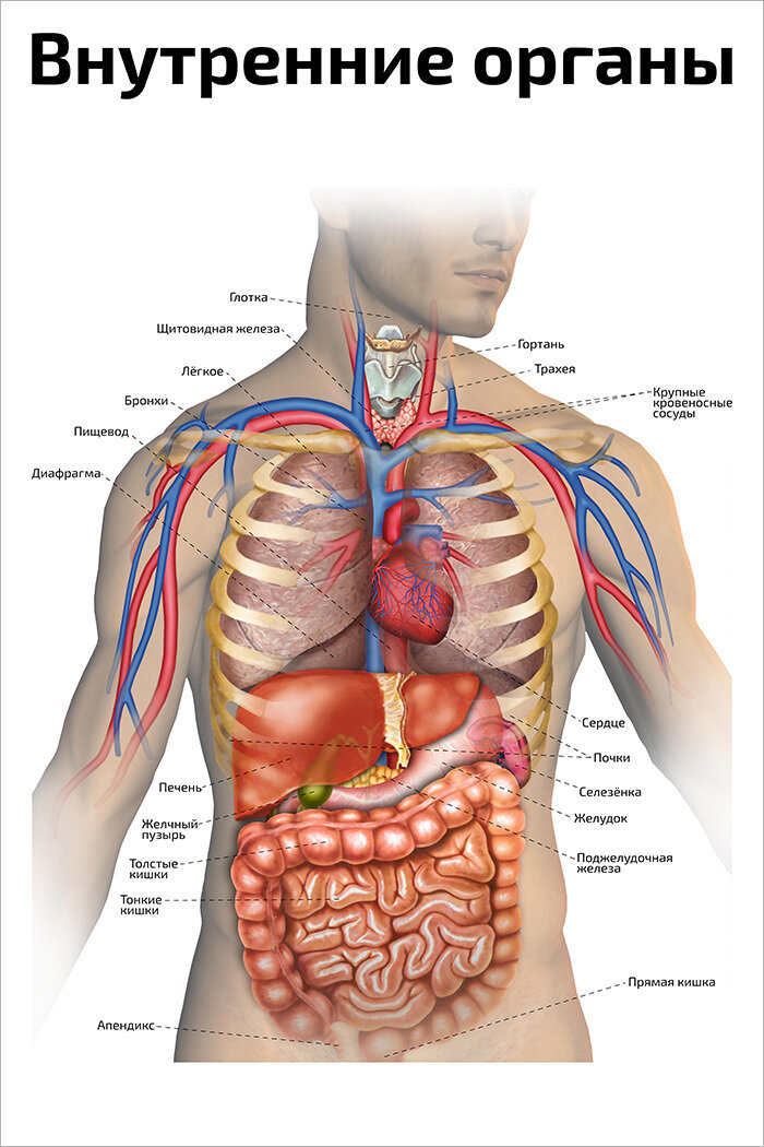 Плакат А2 ламинир. Внутренние органы человека медицинский плакат 457x610 мм