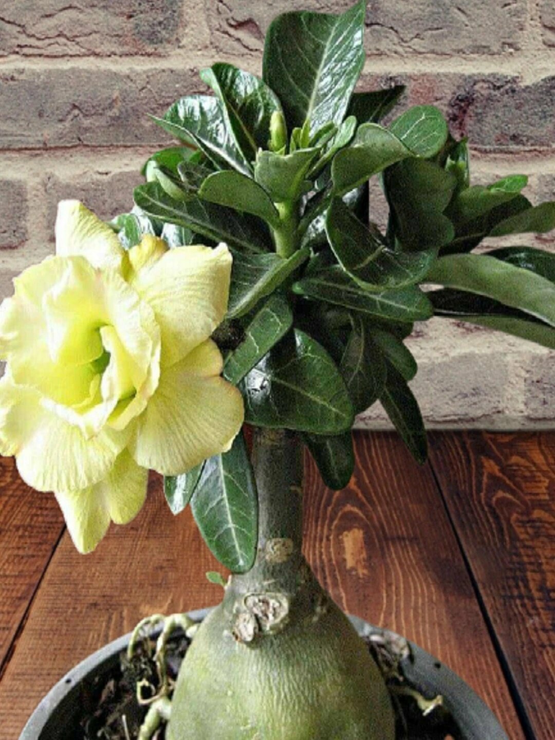 Адениум Yellow Rose Желтая роза семена