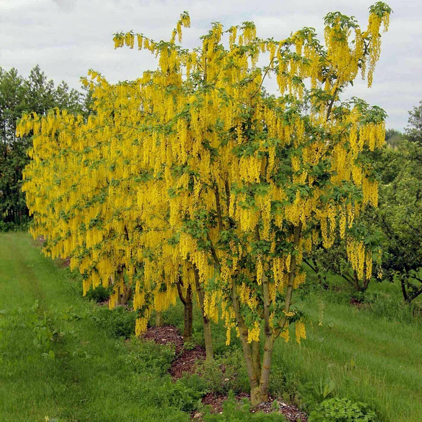 Бобовник "Золотой дождь" (Laburnum anagyroides) 10 штук