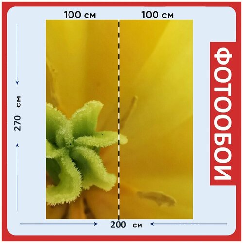 Фотообои Тюльпан желтый макрос 200x270 см флизелиновыена стену 2940₽
