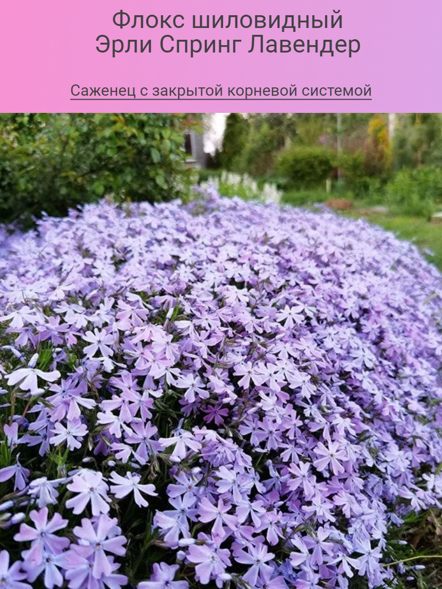 Флокс...