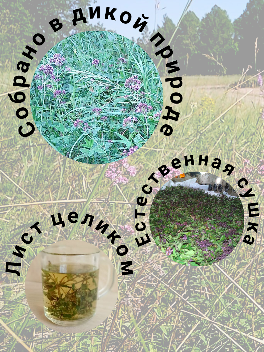 Душица дикорастущая, травяной чай, добавления в соусы и коктейли - фотография № 2