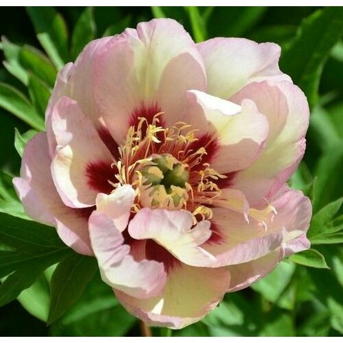 Пион ИТО Пастель Сплендор, Крупномеры, С7,5 (7.5 литра), ЗКС - Цветы многолетние