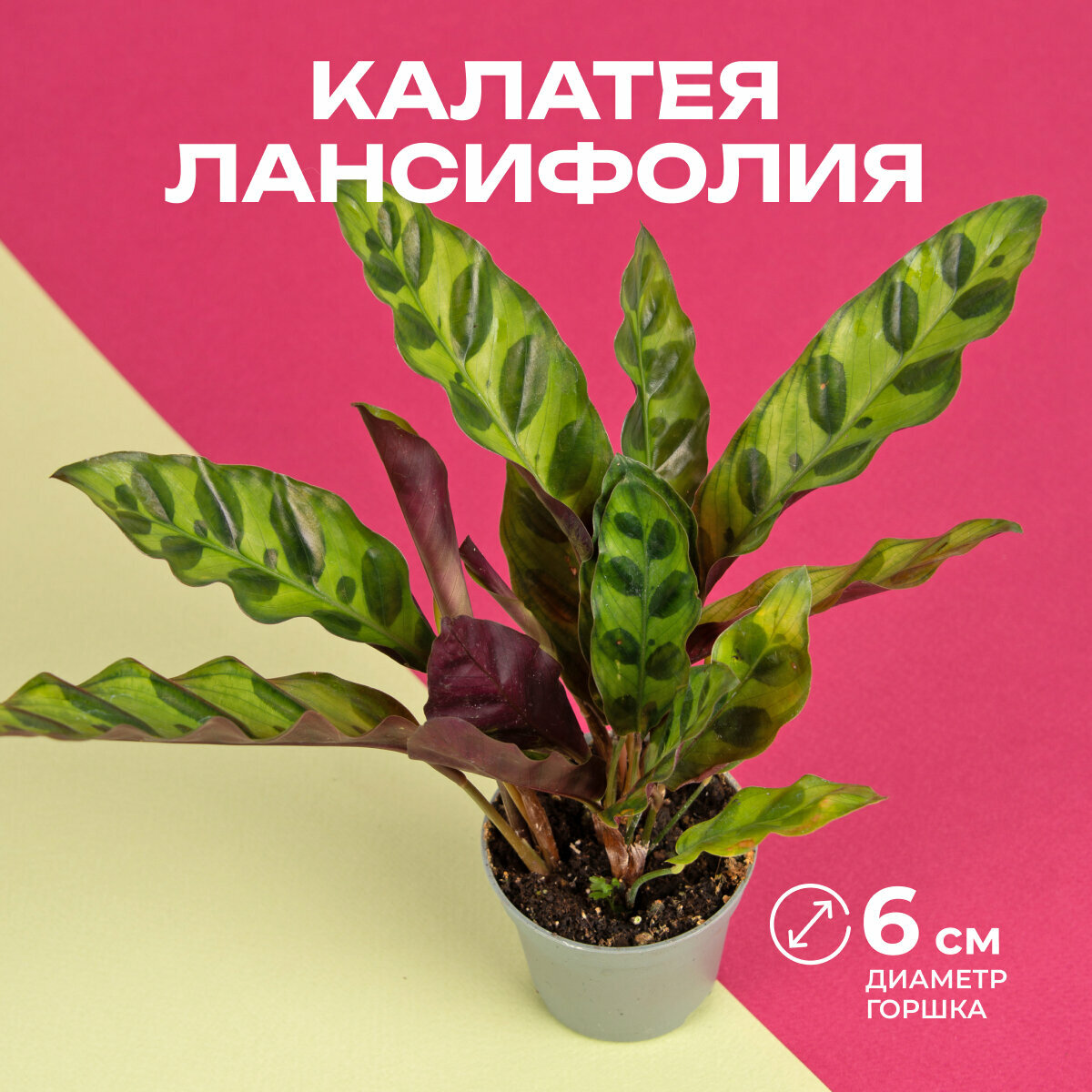 Калатея Лансифолия высота 10 см горшке d6 см