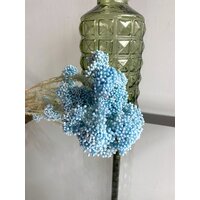 Озотамнус голубой / Сухоцветы для флористов, сухоцветы для творчества, для декора.