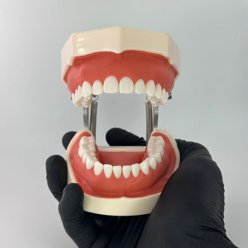 Челюсть стоматологическая с мягкой десной (фантом челюсти)
