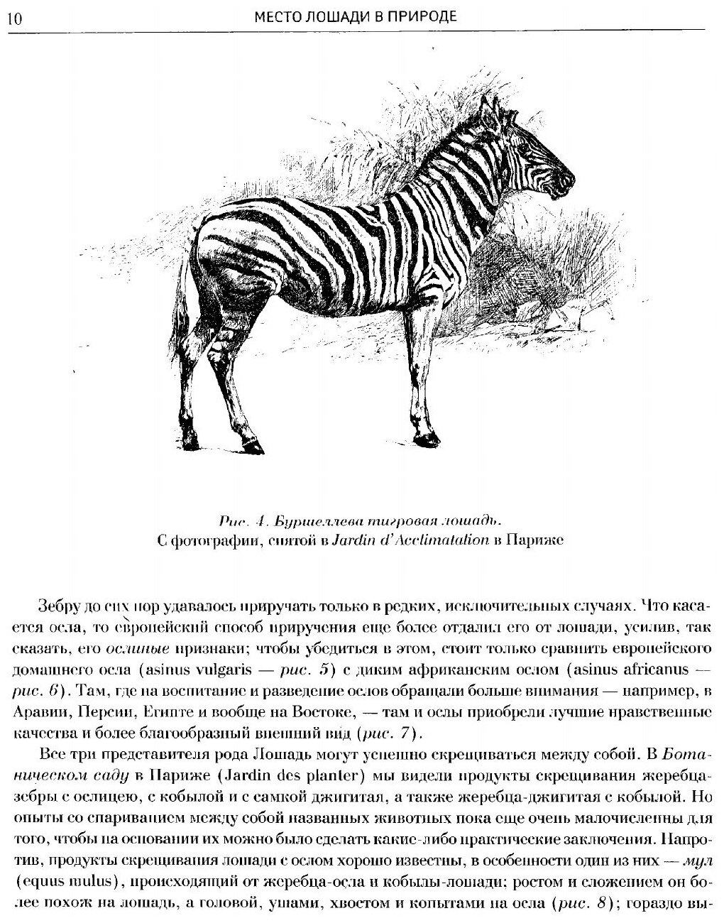 Книга Лошади, конские породы (Симонов Леонид Николаевич) - фото №5