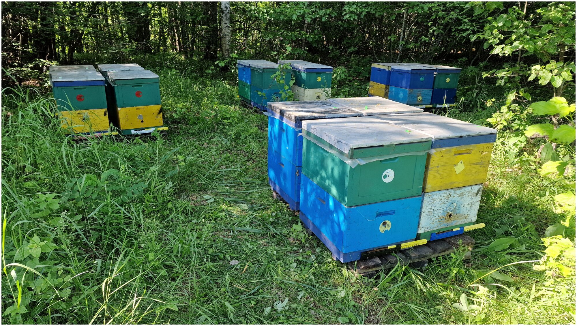 Мёд цветочный натуральный липовый 2кг / урожай 2022 года / ГОСТ / Медовый день - фотография № 6