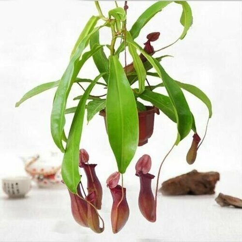 Непентес Вентрата (лат. Nepenthes Ventrata) D14см