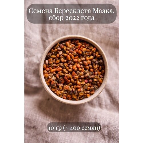 Семена кустарника Бересклета Маака, 10 грамм (примерно 400 шт) черемуха маака дальневосточная принцесса семена