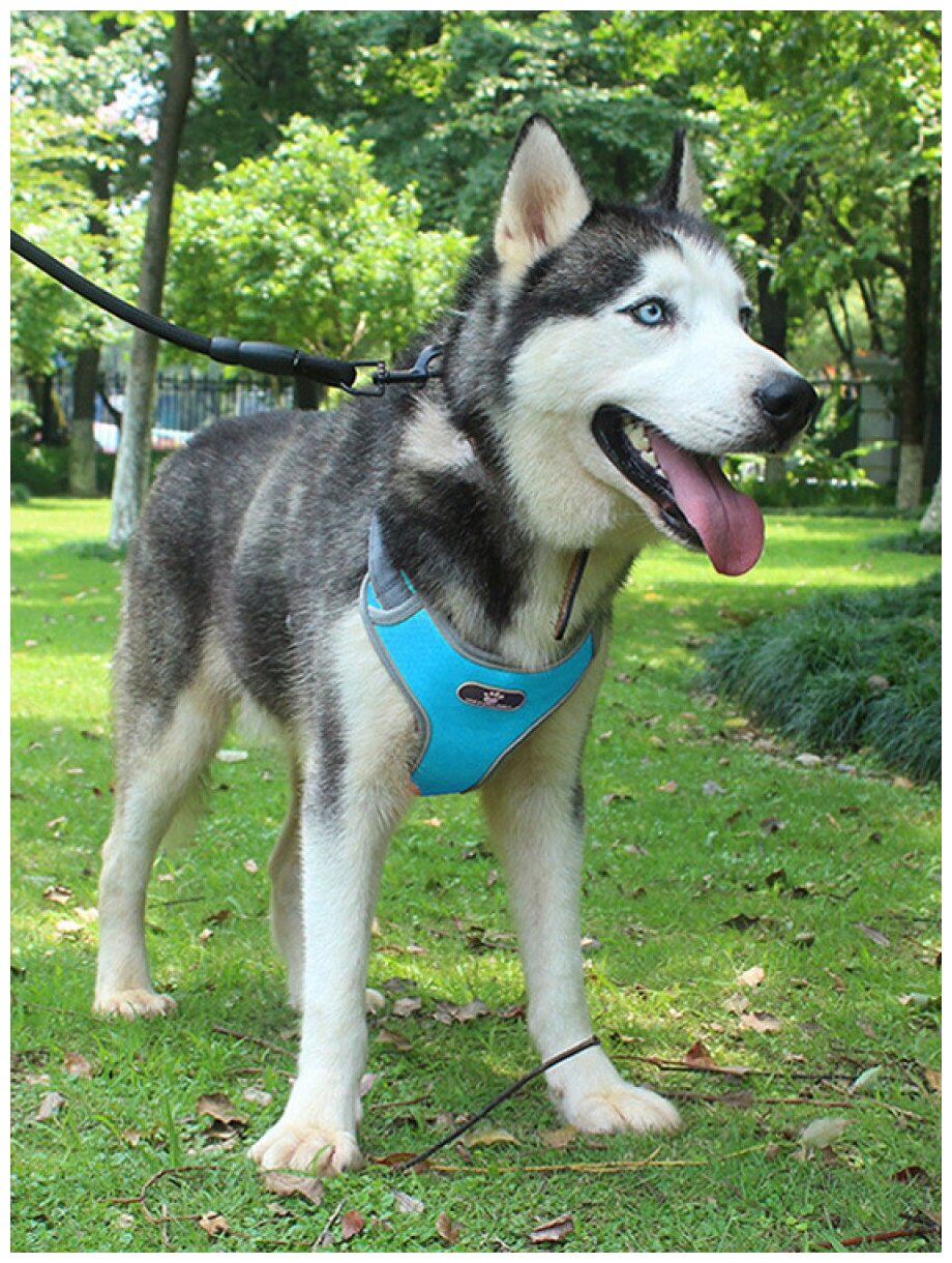 Шлейка для собак мелких, средних и крупных пород, прогулочная анатомическая, вес до 50-кг., цвет темно-синий - M - фотография № 6