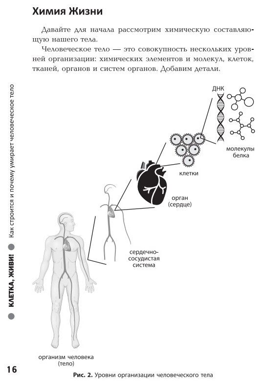 Книга Клетка, живи!: как строится и почему умирает человеческое тело - фото №10