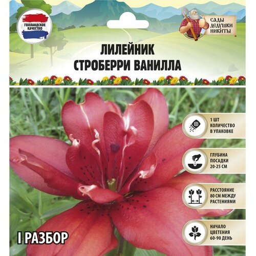 Лилейник Strawberry Vanilla, р-р I, 1 шт, Весна 2023