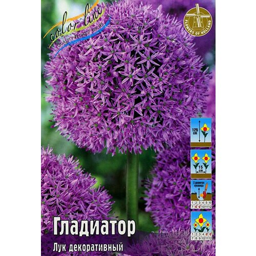 Многолетний декоративный лук 