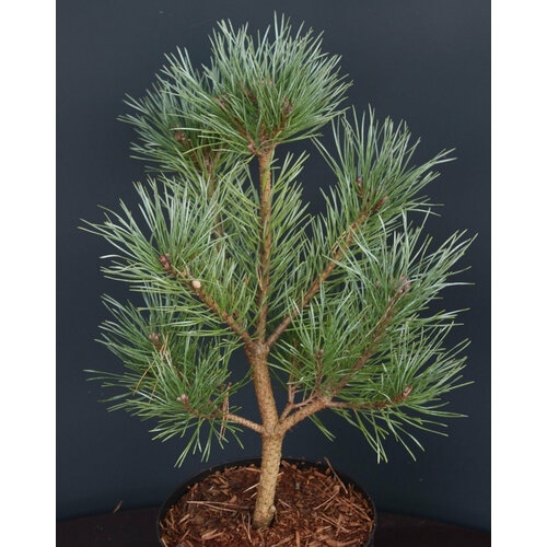 Сосна Карликовая Обыкновенная