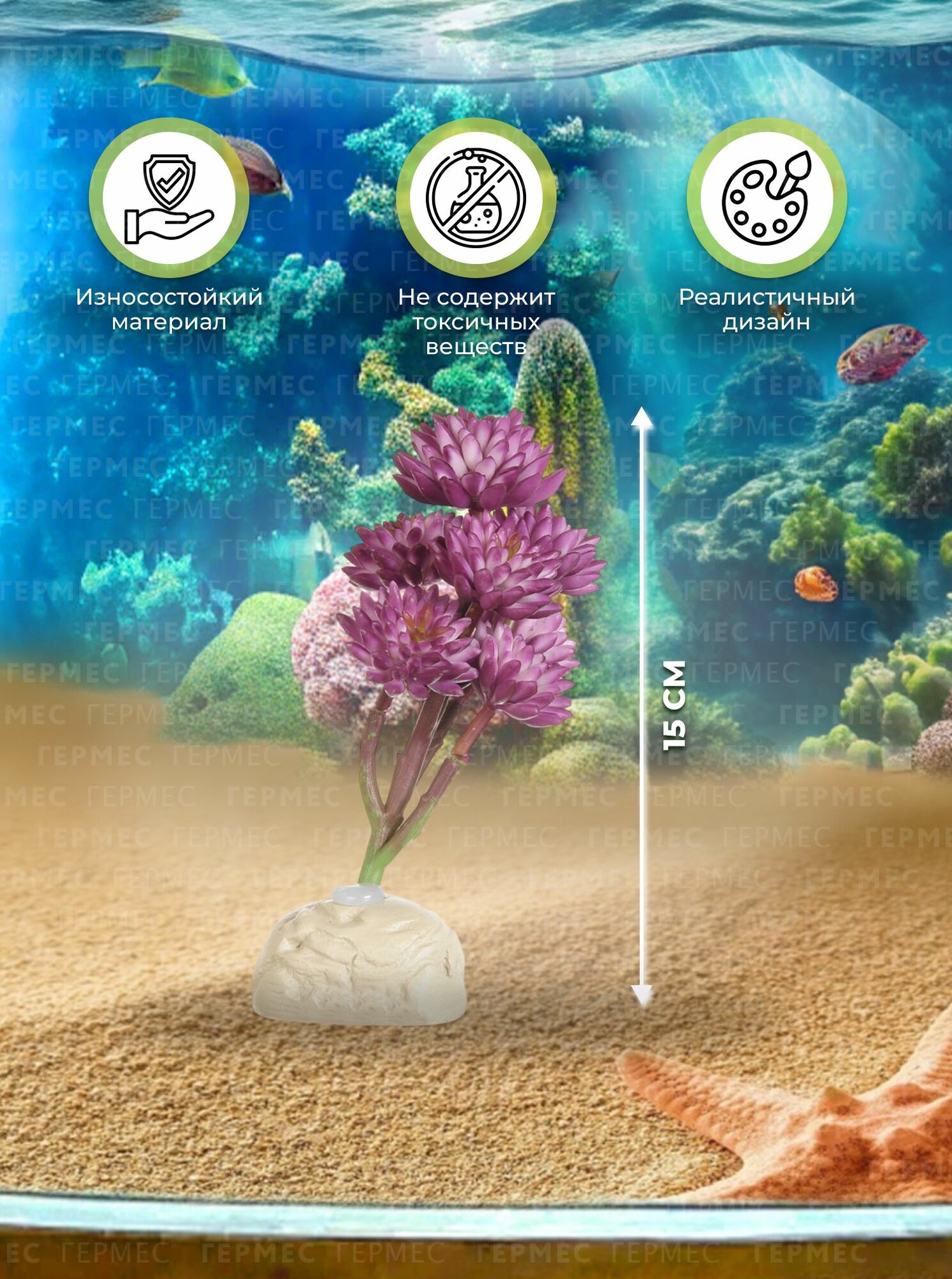 Растение для террариума Монантес, 15 см / суккуленты для террариума — фото 1