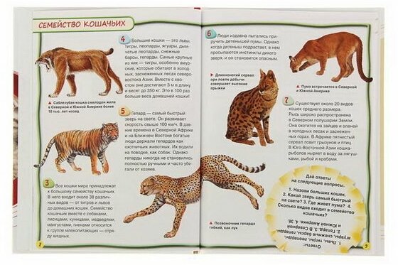 Кошки и котята. Энциклопедия для детей - фото №7