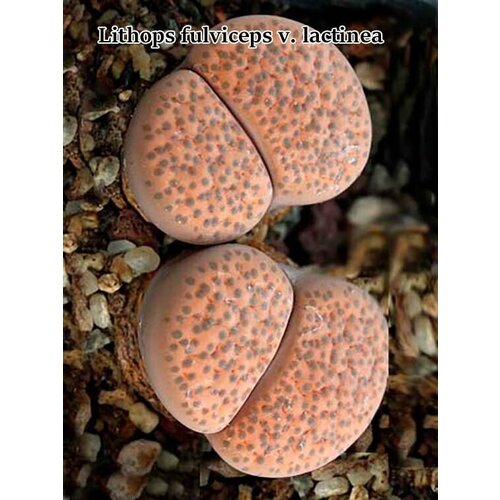 Литопсы Lithops fulviceps v.lactinea (живые камни, суккуленты) набор для выращивания (семена, грунт, горшочек, инструкция по посеву).