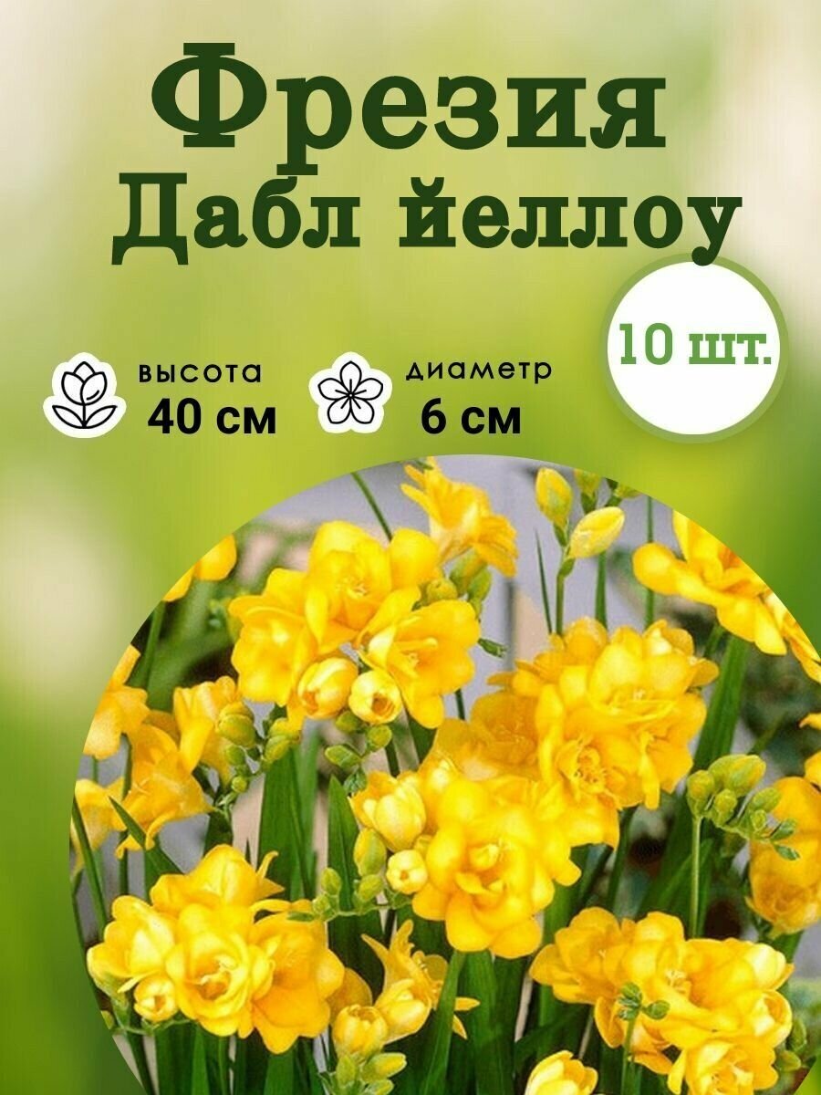 STA Луковица Фрезия Double Yellow (x10)