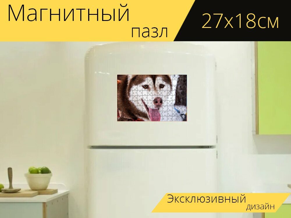 Магнитный пазл "Хаски, собака, ездовая собака" на холодильник 27 x 18 см.