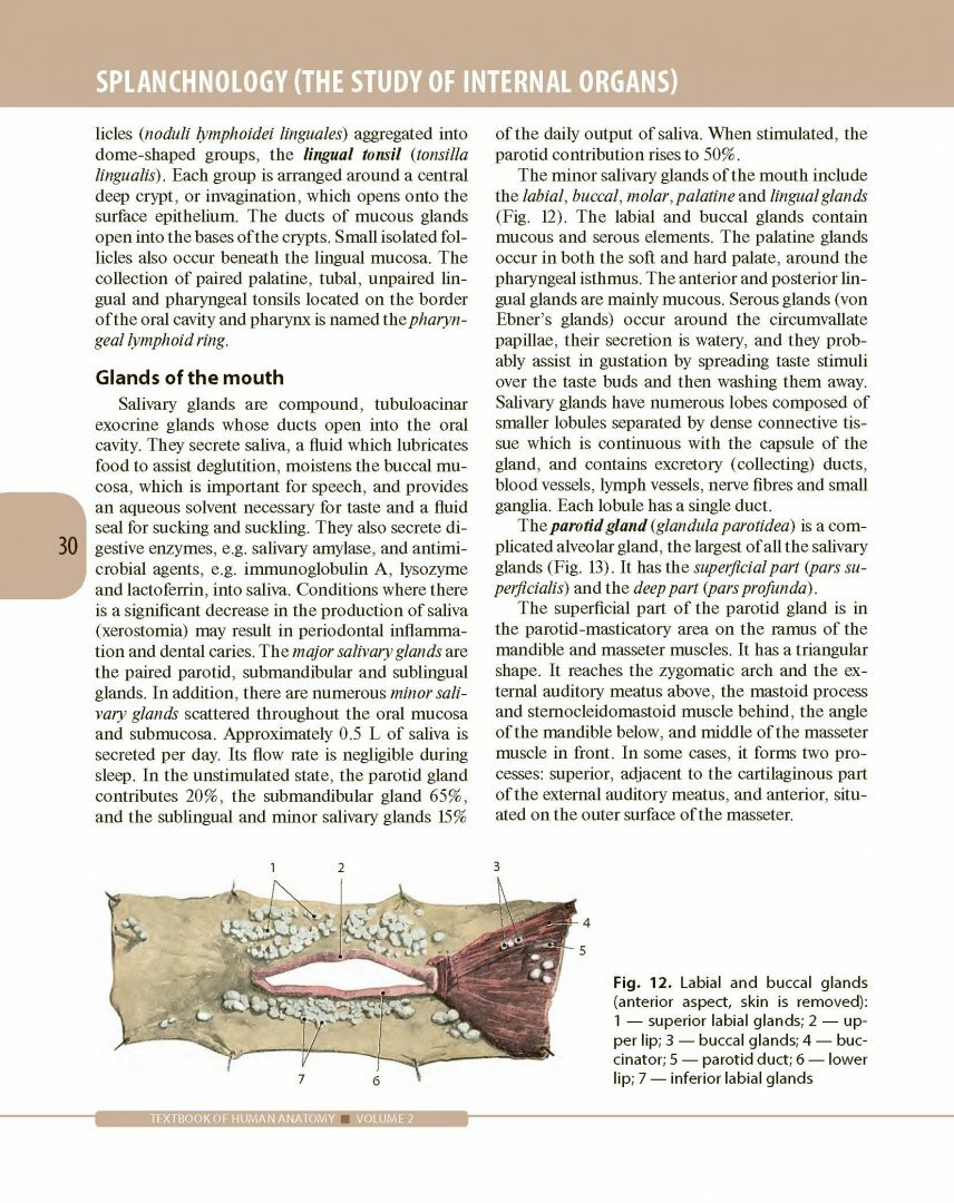 Textbook of Human Anatomy. In 3 volumes. Volume 2. Splanchnology and cardiovascular system - фото №11