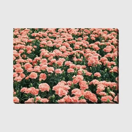 Картина на холсте Гвоздика, 70*50 см