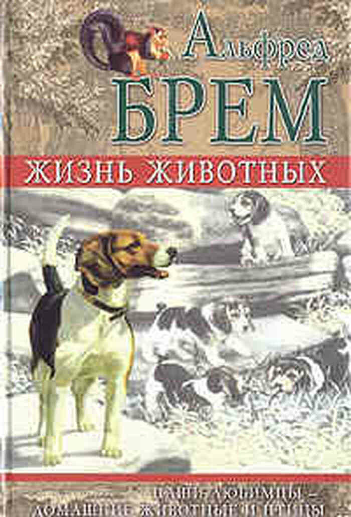Жизнь животных. Наши любимцы - домашние животные и птицы